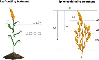 Effects of source-sink regulation and nodal position of the main crop on the sprouting of regenerated buds and grain yield of ratoon rice